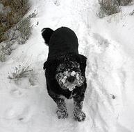 Daisy in the snow